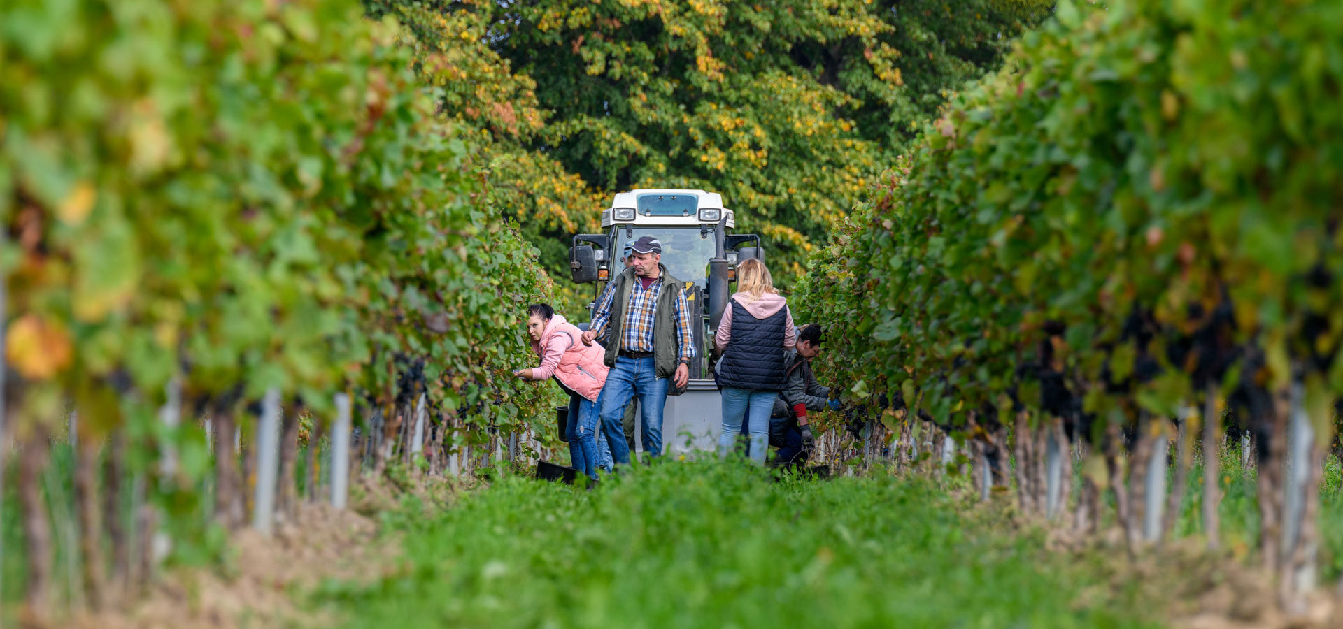 Range Rover & winnica Turnau