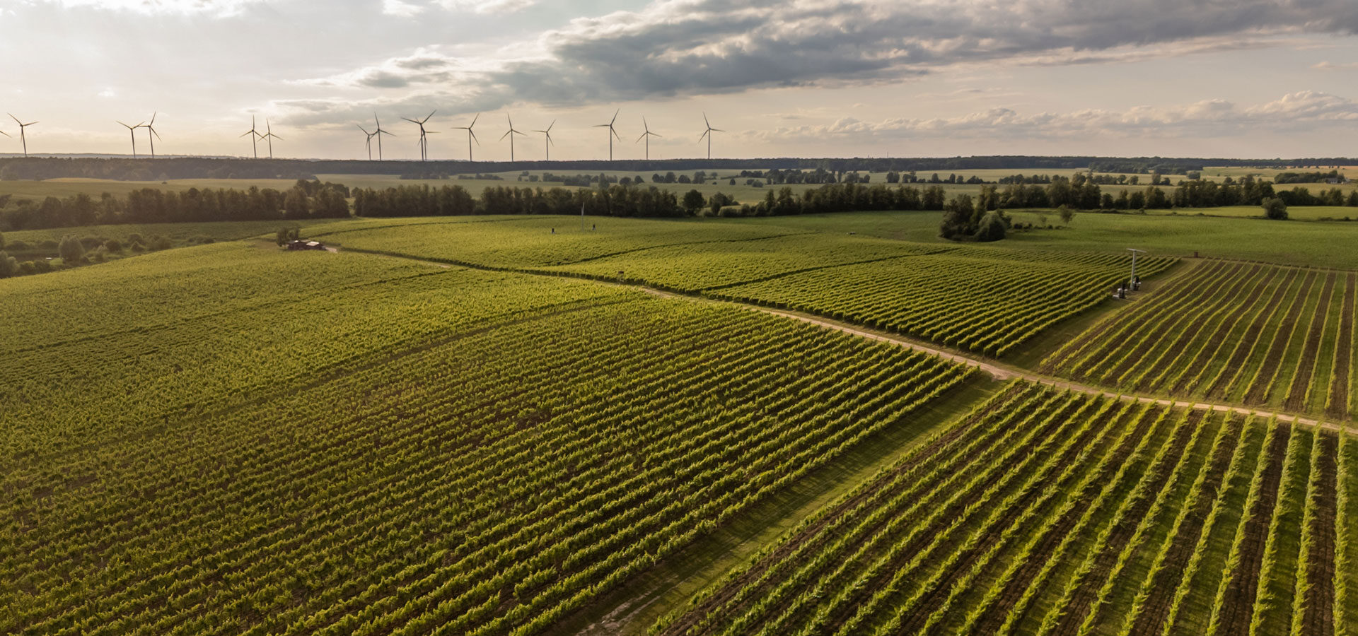 Range Rover & winnica Turnau